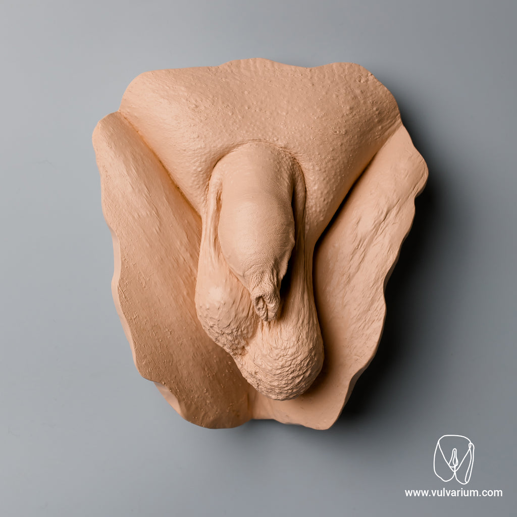 Penis Casting